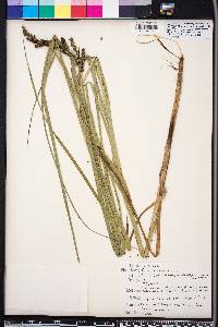 Carex decomposita image