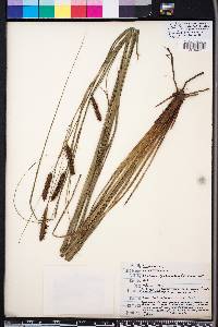 Carex glaucescens image