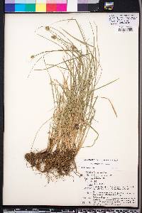 Carex leavenworthii image