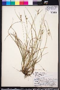 Carex dasycarpa image