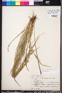 Carex godfreyi image