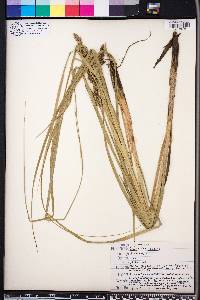 Carex decomposita image