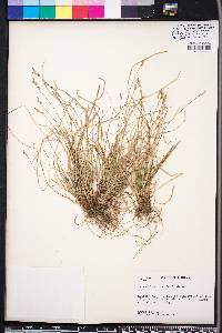 Carex physorhyncha image