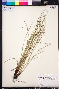 Carex caroliniana image