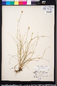 Carex leavenworthii image