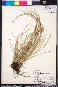 Carex gracilescens image