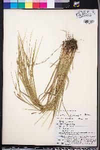 Carex corrugata image