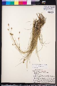 Carex leavenworthii image