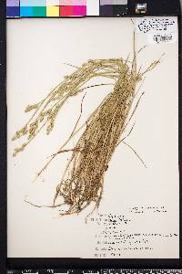 Carex albolutescens image