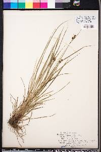 Carex complanata image