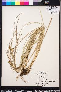 Carex fissa var. fissa image