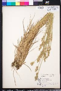 Carex albolutescens image