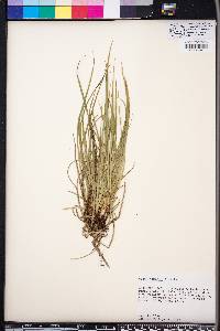 Carex jamesii image