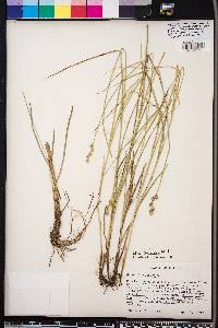 Carex festucacea image