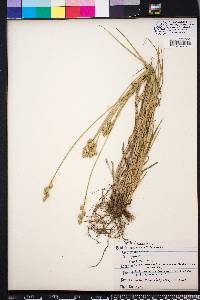 Carex albolutescens image