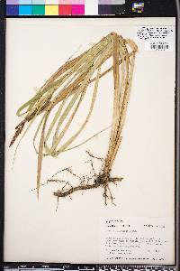 Carex hyalinolepis image