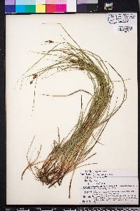 Carex caroliniana image