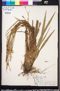 Carex striatula image