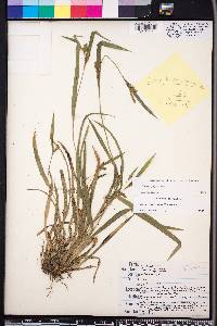 Carex pigra image