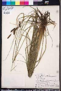 Carex glaucescens image