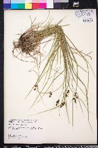 Carex caroliniana image