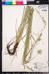 Carex cherokeensis image