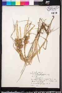 Carex louisianica image