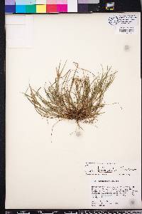 Carex bulbostylis image