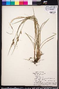 Carex dasycarpa image