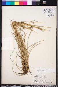 Carex godfreyi image