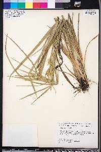 Carex folliculata image