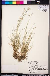 Carex retroflexa image