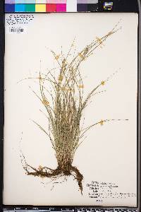 Carex retroflexa image