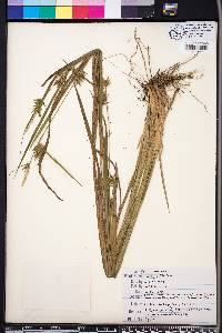 Carex folliculata image