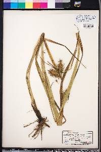 Carex gigantea image