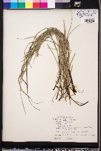 Carex dasycarpa image