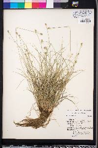 Carex leavenworthii image