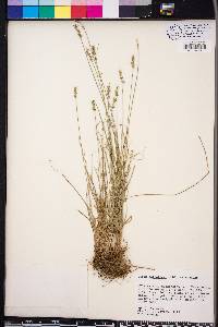 Carex retroflexa image