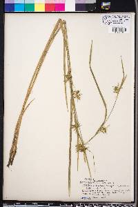 Carex folliculata image