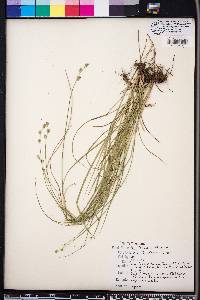 Carex festucacea image