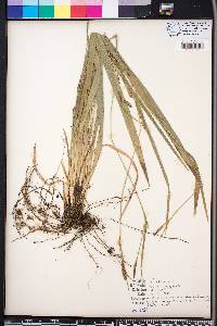 Carex striatula image