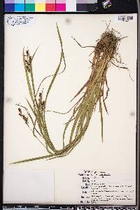 Carex complanata image