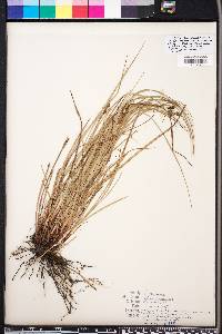 Carex complanata image