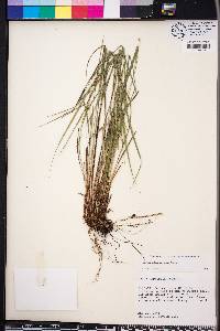 Carex planispicata image