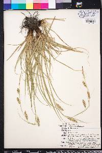 Carex cherokeensis image