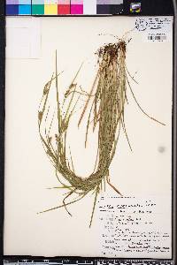 Carex corrugata image
