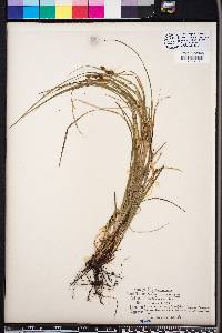 Carex complanata image