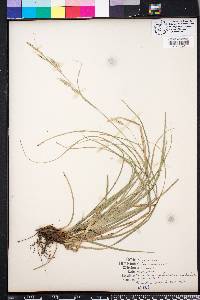 Carex cherokeensis image