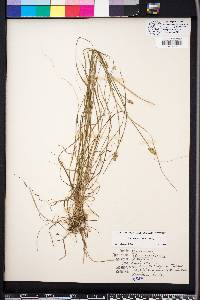 Carex leavenworthii image