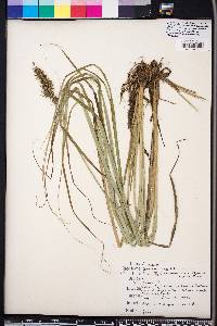 Carex crus-corvi image